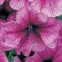 Seminte profesionale Petunia grandiflora- Petunia de gradina - imagine 33927